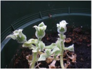 Mesembryanthemum crystallinum