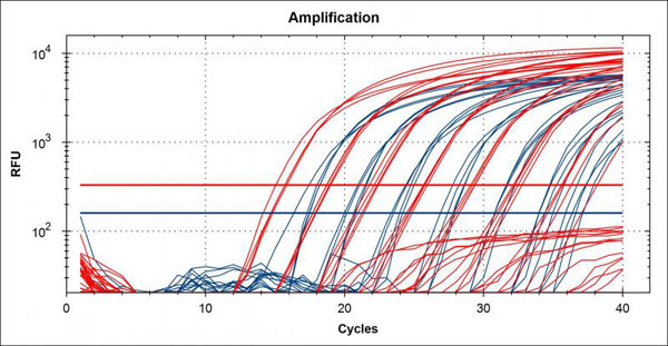 qPCR amplification plot