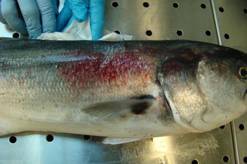 A lesion on the side of a Bluefish