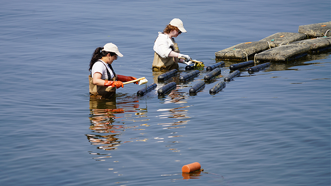 Journalists get a firsthand look at oyster farming operations at FerryCliffe Shellfish Farm.