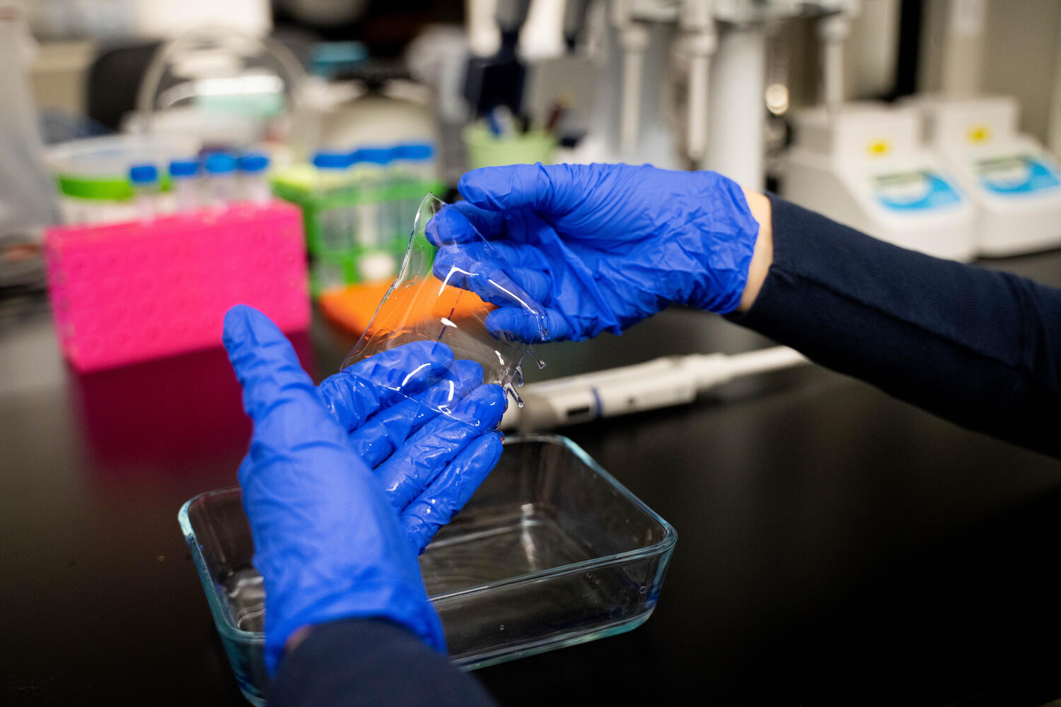 Sophomore Taylor Mark handles a gel used in her protein-stability experiments, which examined how readily different oxidative-stress proteins unfold.