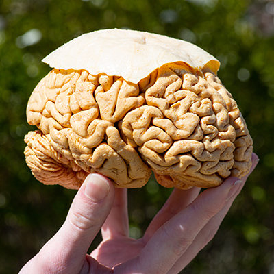 A plasticized brain. 