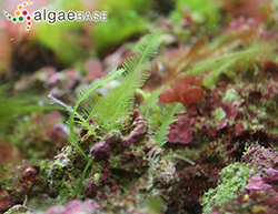 Image of tropical seaweed