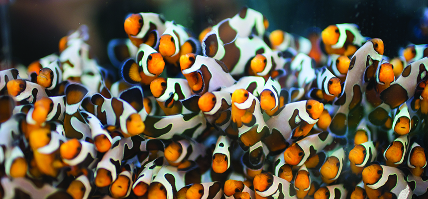 A group of clownfish in the Wet Lab 