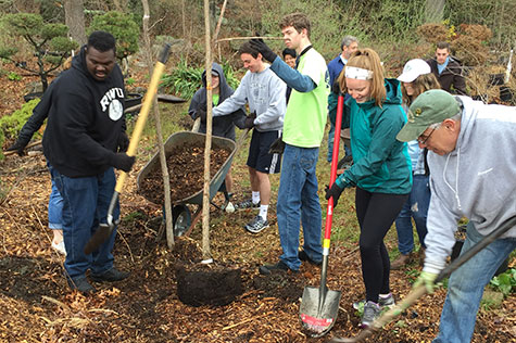 Students digging up a tree
