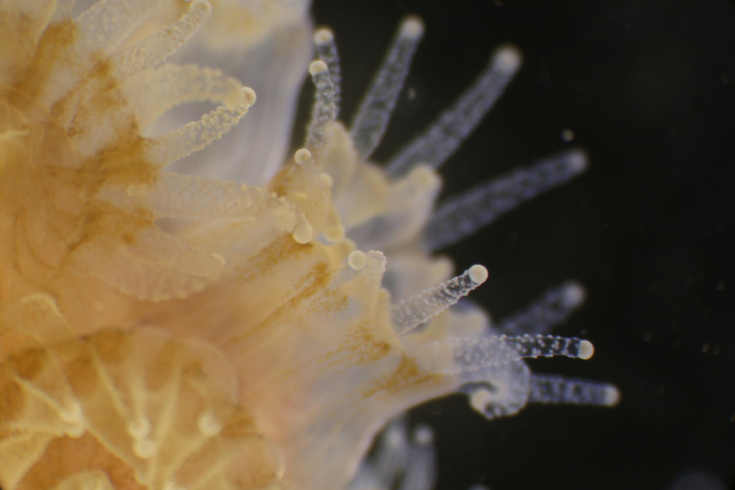 A microscopic image of the temperate coral Astrangia poculata, captured at the Edna W. Lawrence Nature Lab by RWU researchers.