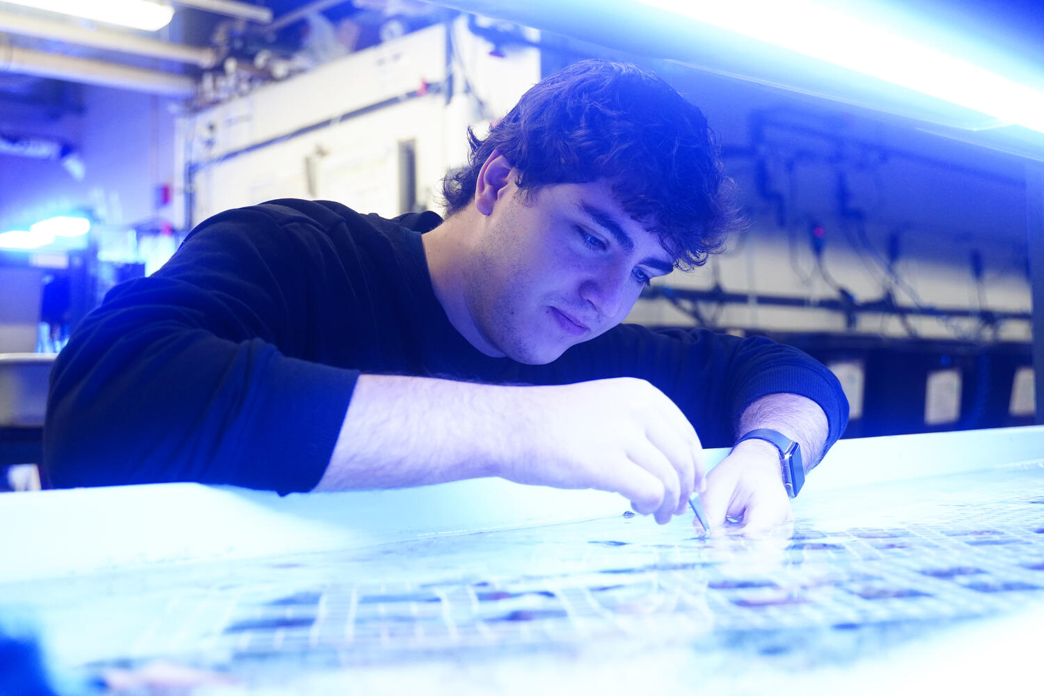 Senior Marine Biology major Brayden Fracassa conducts his research under the glow of blue lights in the Aquaculture & Aquarium Science Wet Lab.