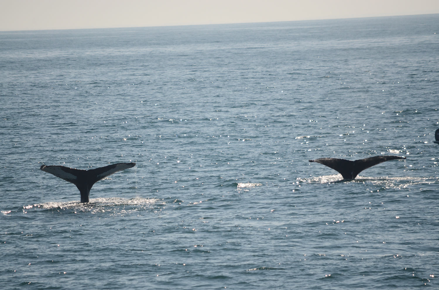 A pair of whale flukes break the surface.