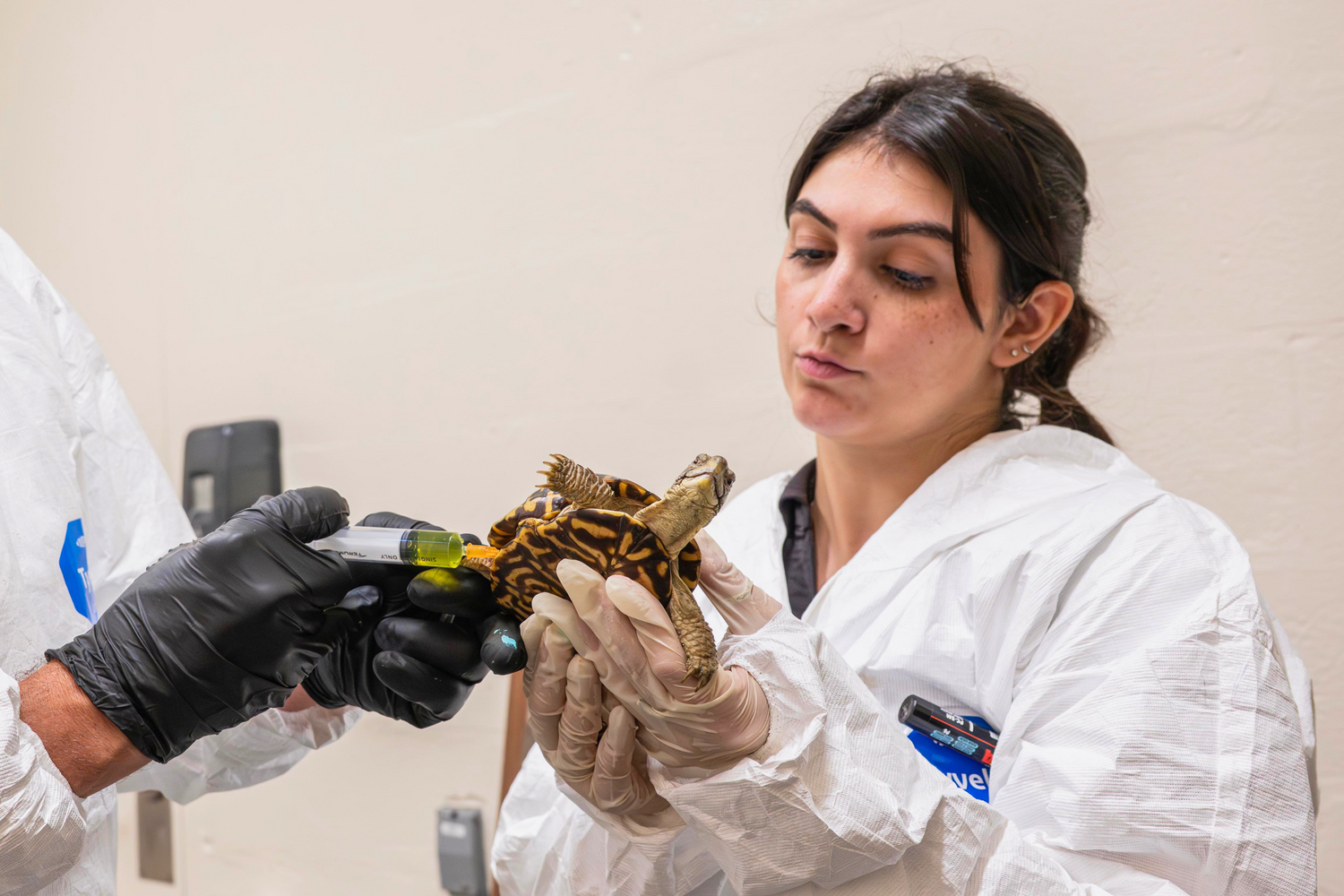 Victoria “Tori” Stephenson ’18 assists Dr. Robert Moore in examining a confiscated turtle at the Bronx Zoo