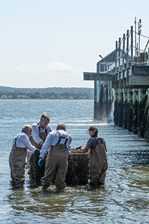 The Senators and President Miaoulis wade out to RWU's oyster farm.
