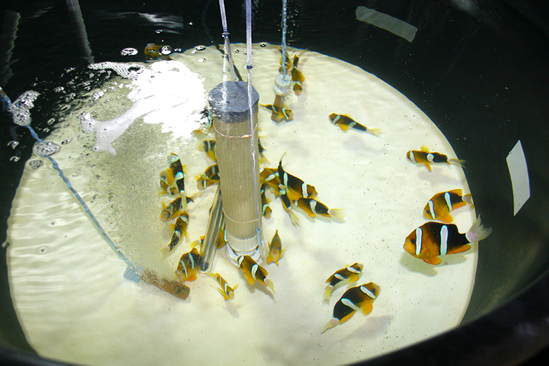 Clownfish swim inside a tank.
