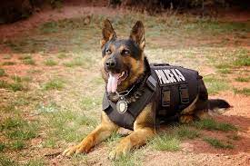 register for Critical Issues for K-9s Seminar