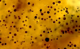 Perkinsus marinus