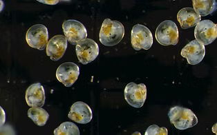 Different Species of Bivalve Shellfish