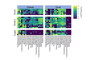 Fecal and cloacal microbiomes of cold-stunned loggerhead Caretta caretta,