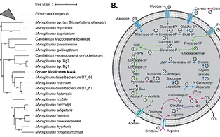 Microbiome analysis chart