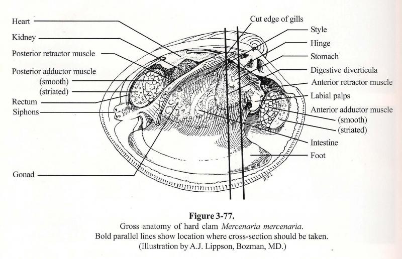 Clam Internal Anatomy