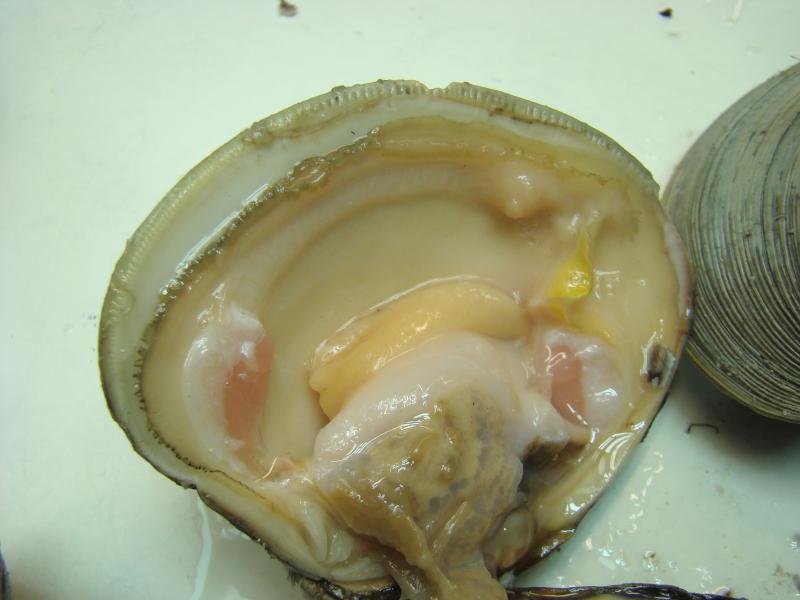 Infected clam with QPX