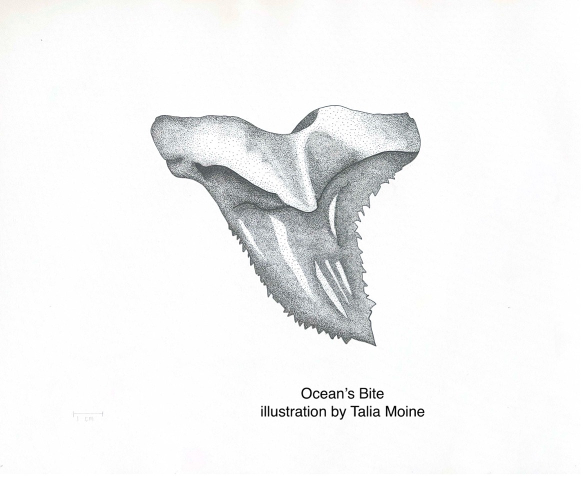 Shark tooth illustration entitled "Ocean's Bite," by Talia Moine.