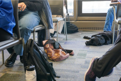 Harper, the black Labrador retriever, lays amongst the students during class. 