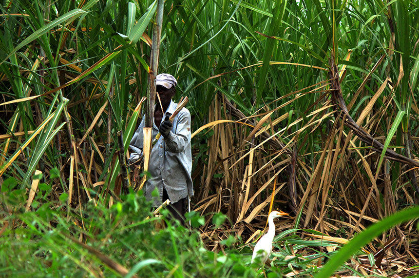 A man works in a sugar cane field cutting down sugar cane with a machete.