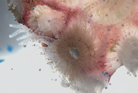 Coral consuming microplastics.