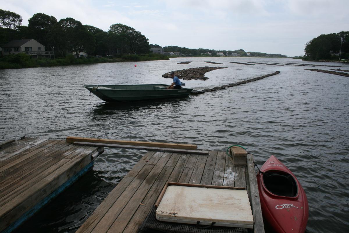 Ryan Rezendes '14 drags a line of oysters toward his "office" on Little Pond in Falmouth, Mass.