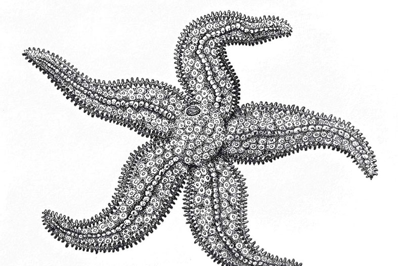 Illustration of a starfish.