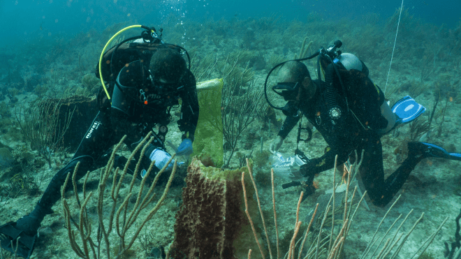 Two scuba divers underwater taking samples from coral reefs