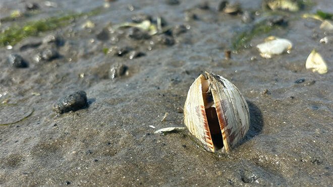 Clam with hemocytic neoplasia.