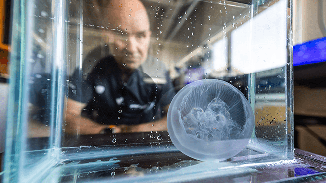 Professor Sean Colin watches his jellyfish in a tank.