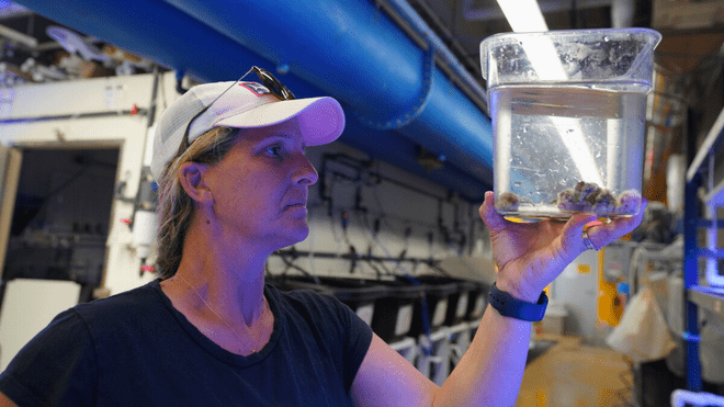 Roger Williams University Associate Professor of Marine Biology Koty Sharp