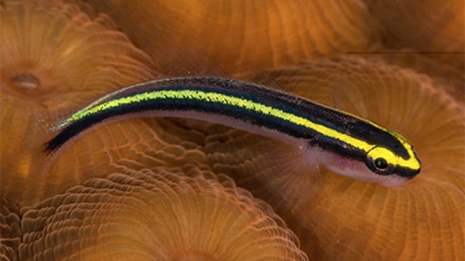 A sharknose goby on the reef