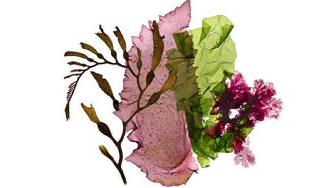 Seaweed