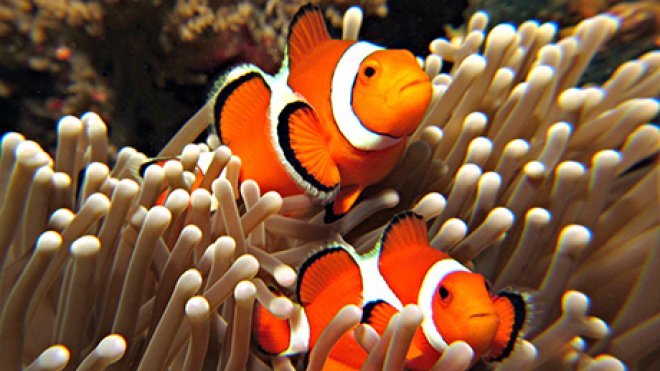 A pair of clownfish nestle into an anemone.