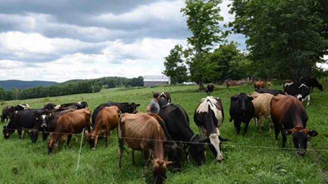 Cows grazing in field.