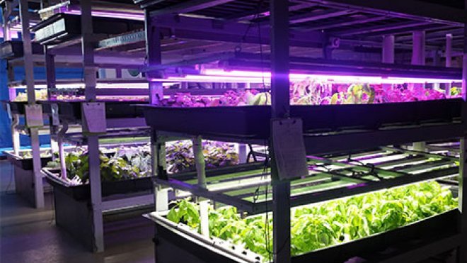 Plants growing in hydroponics system.