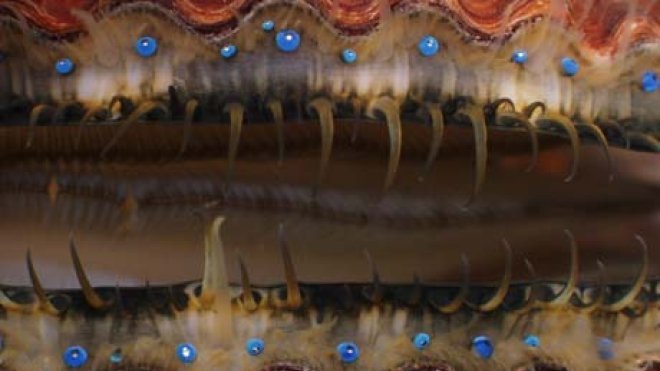 Close look at a scallop