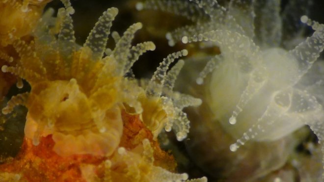 Microscopic look at coral