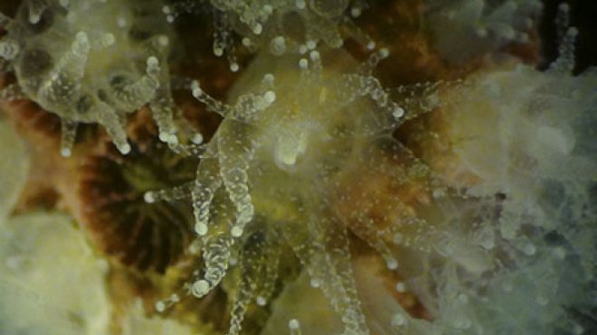 Close-up of a coral.