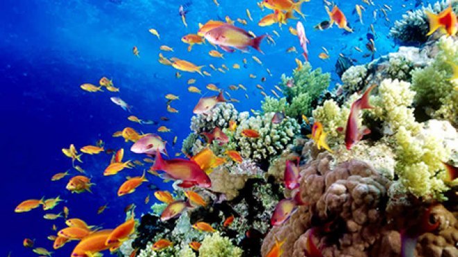 Colorful array of tropical fish swim around a reef.