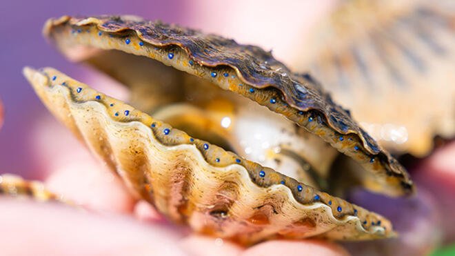 Close up of scallop shell