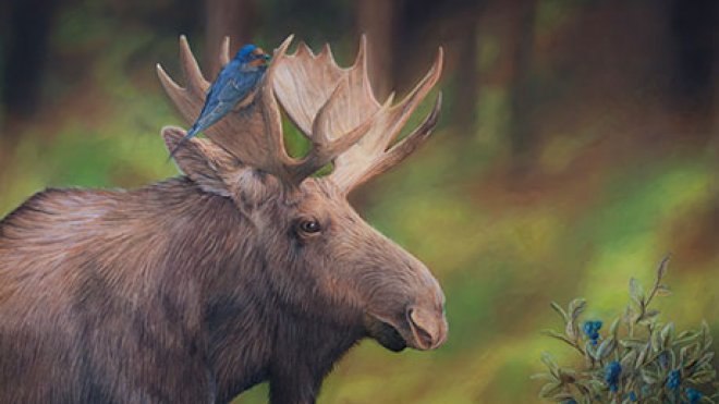 Illustration of a moose.