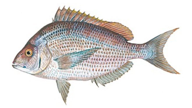 Illustration of fish