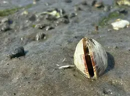 a clam in its habitat
