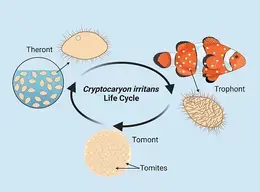 Cryptocaryon irritans life cycle