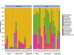 chart of sea turtle microbiomes