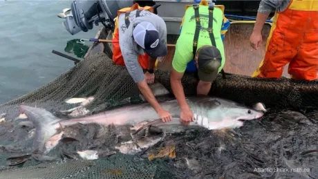 Researchers tag a shark.