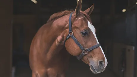 A close-up of a brown horse's head facing to the right. The horse is wearing a harness and standing in a barn.