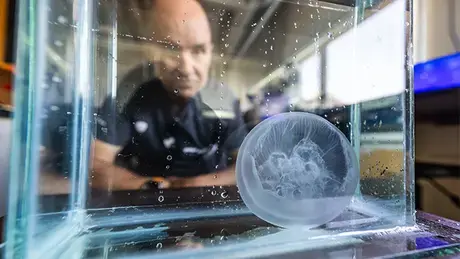 Professor Sean Colin watches his jellyfish in a tank.